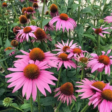 Echinacea purpurea 'PS Compact Dark Rose' - Kasvirág