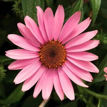 Echinacea purpurea 'PS Compact Deep Rose' - Kasvirág