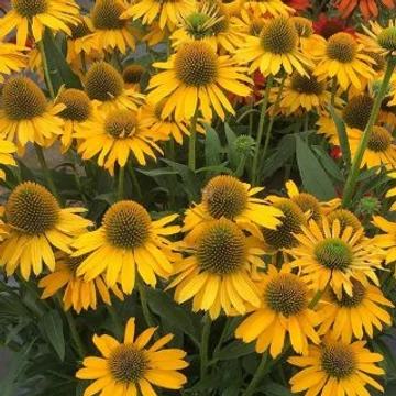 Echinacea purpurea 'Prairie Blaze Golden Yellow' - Kasvirág