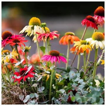 Echinacea purpurea 'Prairie Blaze Mix' - Kasvirág vegyes színek