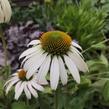 Echinacea purpurea 'Collection Alba' - Kasvirág
