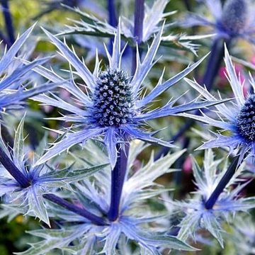 Eryngium alpinum 'Blue Star' - Havasi iringó