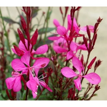 Gaura lindheimeri 'Butterfly Rose' - Évelő díszgyertya