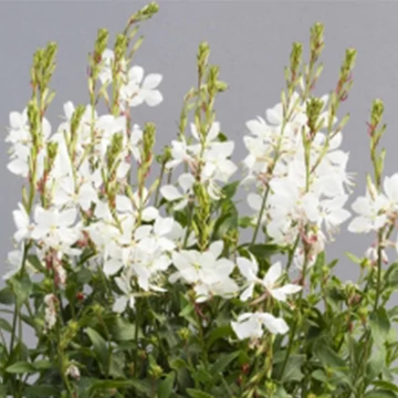 Gaura lindheimeri 'Emmeline White' - Évelő díszgyertya