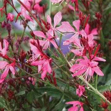 Gaura lindheimeri 'Butterfly Appleblossom' - Évelő díszgyertya