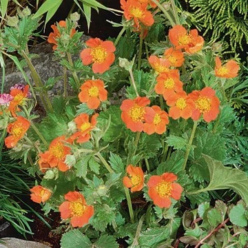 Geum coccineum 'Koi' - Gyömbérgyökér