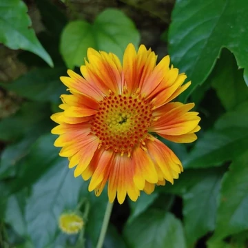Gaillardia aristata 'Arizona apricot' - Kokárdavirág