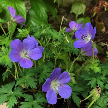 Geranium renardii 'Johnson's Blue' - Kék Gólyaorr