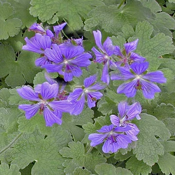 Geranium renardii 'Philippe Vapelle ' - Ráncoslevelű Gólyaorr