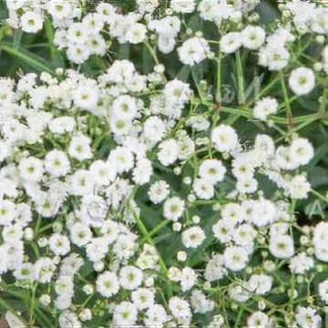 Gypsophila paniculata 'Festival White Flare' – Boglyos fátyolvirág