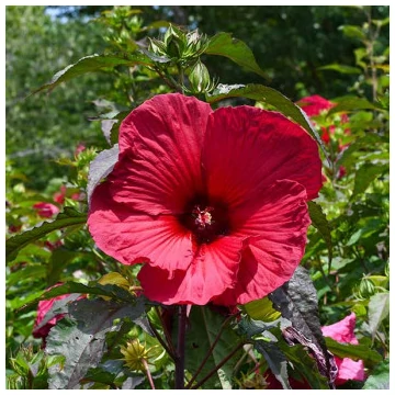 Hibiscus moscheutos 'Carousel Geant Red' - Mocsári hibiszkusz