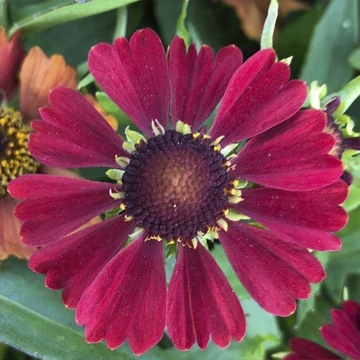 Helenium autumnale 'HayDay Red' - Őszi napfényvirág