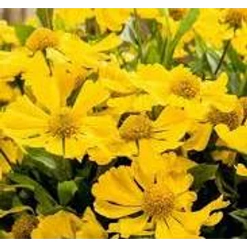 Helenium autumnale 'HayDay Yellow' - Őszi napfényvirág