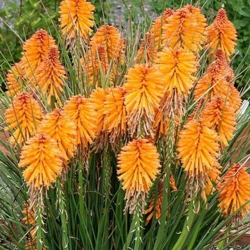 Kniphofia uvaria 'Poco Orange' - Fürtös fáklyaliliom