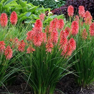 Kniphofia uvaria 'Poco Red' - Fürtös fáklyaliliom