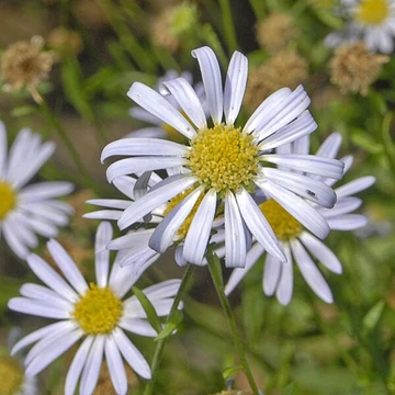 Kalimeris incisa 'Alba' - Kalimerisz