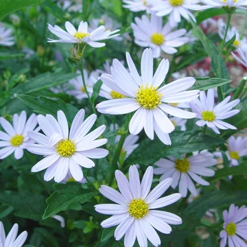 Kalimeris incisa 'Blue Star' - Kalimerisz