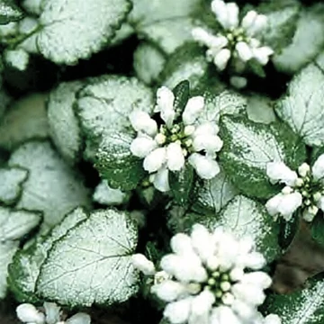 Lamium maculatum 'White Nancy' - Foltos árvacsalán