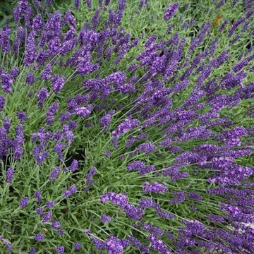 Lavandula x intermedia 'Grappenhall' - Hibrid levendula