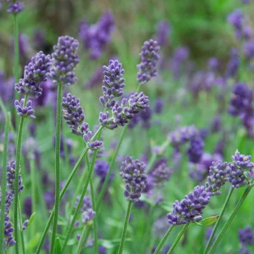 Lavandula x intermedia 'Provence' - Hibrid levendula
