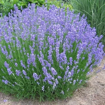 Lavandula x intermedia 'Niko (Phenomenal)' - Hibrid levendula