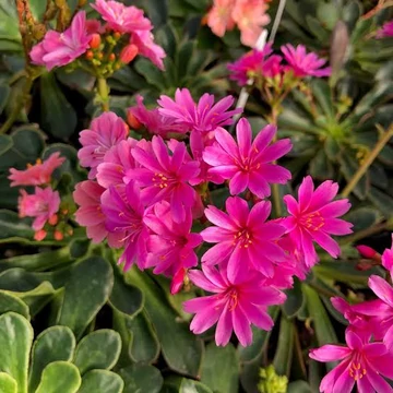 Lewisia cotyledon 'Elise Bright Mix' - Változékony dohánygyökér
