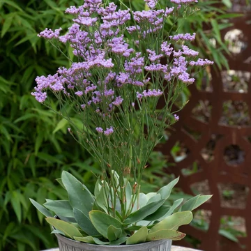 Limonium gmelinii 'Dazzle Rocks' - Magyar sóvirág