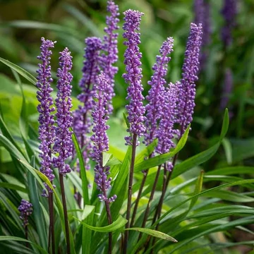 Liriope muscari 'Big Blue' - Gyöngyikés gyepliliom