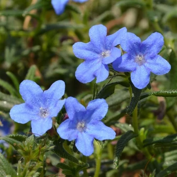 Lithodora diffusa 'Grace Ward' - Kőmagcserje