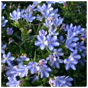 Lithodora diffusa 'Tidepool Sky Blue' - Kőmagcserje