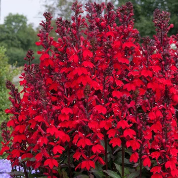 Lobelia speciosa 'Starship Scarlet' - Pompás lobélia