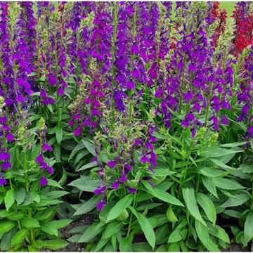 Lobelia speciosa 'Starship Blue' - Pompás lobélia