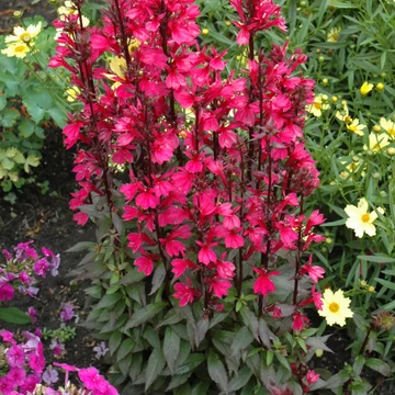 Lobelia speciosa 'Starship Deep Rose' - Pompás lobélia