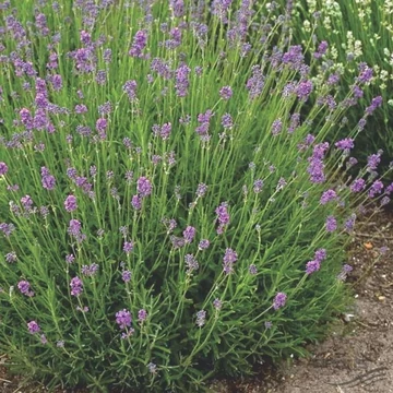 Lavandula angustifolia 'Dwarf Blue' - Keskenylevelű/Angol levendula