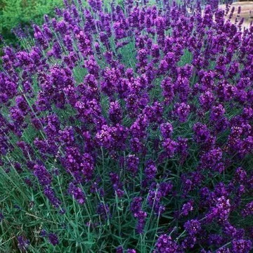 Lavandula angustifolia 'Hidcote' - Keskenylevelű/Angol levendula