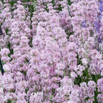 Lavandula angustifolia 'Rosea' - Keskenylevelű/Angol levendula