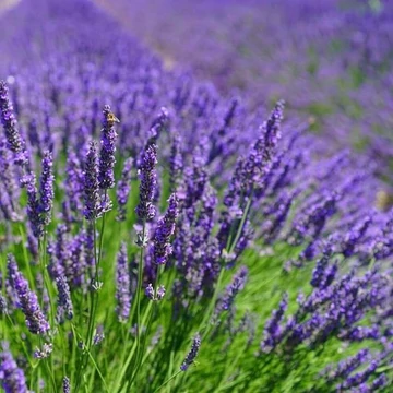 Lavandula x intermedia 'Grosso' - Hibrid levendula