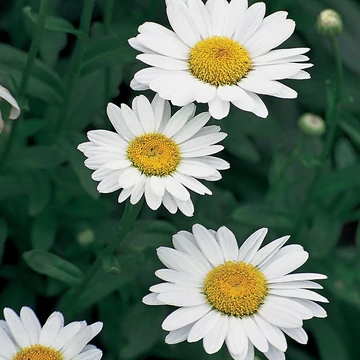 Leucanthemum x superbum 'Becky' - Margaréta
