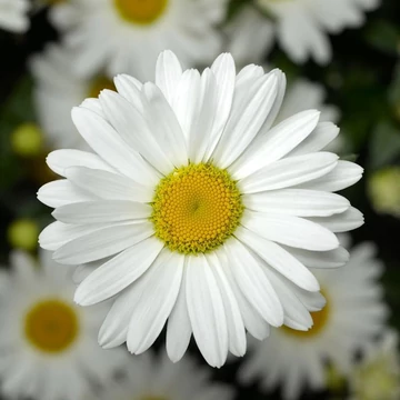 Leucanthemum x superbum 'Western Star Taurus' - Margaréta