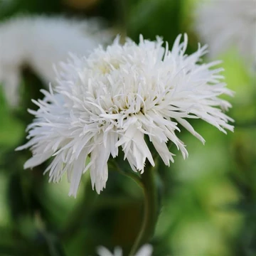 Leucanthemum x superbum 'Sante' - Margaréta