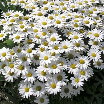 Leucanthemum x superbum 'Snow Lady' - Margaréta