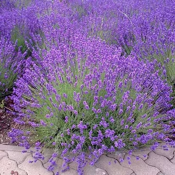 Lavandula intermedia - Tihanyi levendula