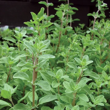 Origanum majorana - Majoranna