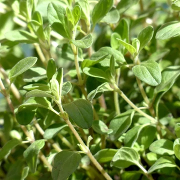 Origanum vulgare - Oregánó (Szurokfű)