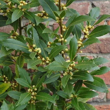 Laurus nobilis - Babér (Babérlevél)