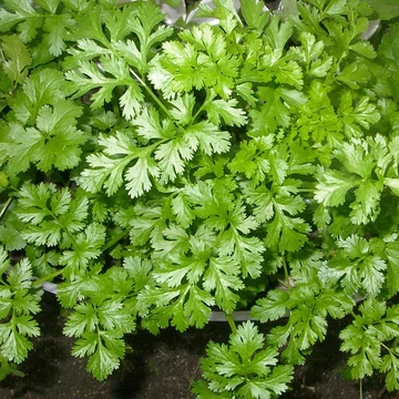 Coriandrum sativum - Koriander