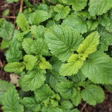 Melissa officinalis - Citromfű