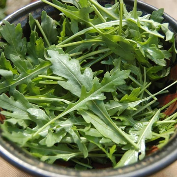 Eruca sativa - Rukkola