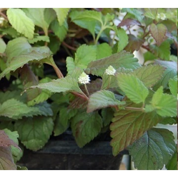 Lippia dulcis - Azték édesfű