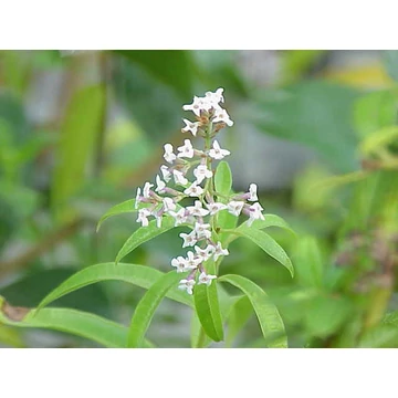 Lippia citriodora - Citromverbéna